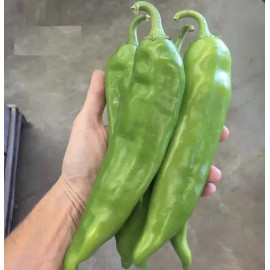 20 Semillas Chile Anaheim Pepper Importadas Organicas Nuevas                                                                                          