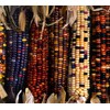NIKA SEEDS - Vegetable Corn Montana Mix Heirloom for Salads