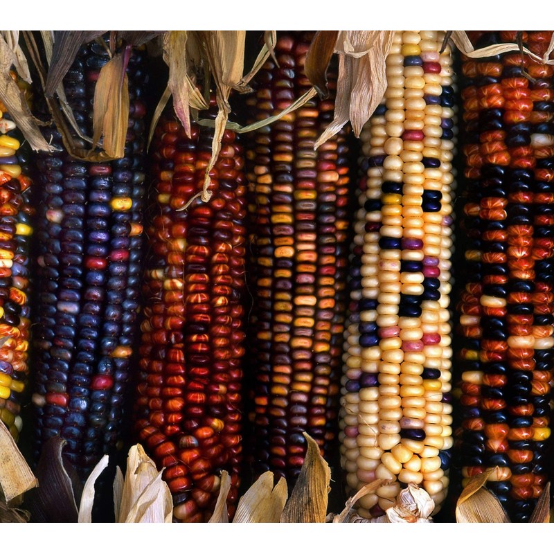 NIKA SEEDS - Vegetable Corn Montana Mix Heirloom for Salads