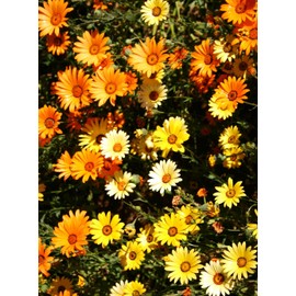 TomorrowSeeds - African Mix Daisy Seeds - 1500+ Count - for 2025 Planting Cape Marigold Rain Namaqualand Yellow Orange Sunflower Dimorphotheca Annual Flower Grow Your Own Home Farm Patio Healthy
