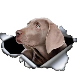 Car Sticker 25 cm (9.8 Inch) Weimaraner Sticker Funny Weimaraner Car Sticker Pet Dog Waterproof Sticker 3D Torn Metal Reflective Sticker Bumper Car Window Funny Decor