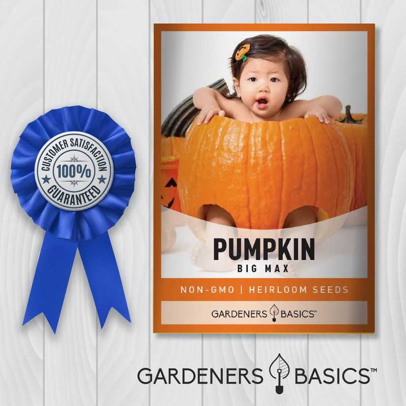 Pumpkin Seeds for Planting (Big Max) Heirloom, Non-GMO Vegetable Variety-