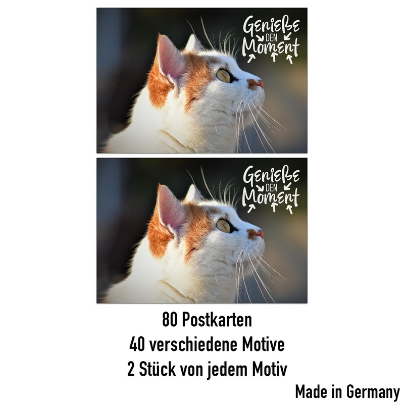 the lazy panda card company 80 Postive and Motivational Postcards