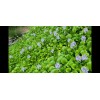 Water Purple Hyacinth Free Floating Aquarium/Pond Plants