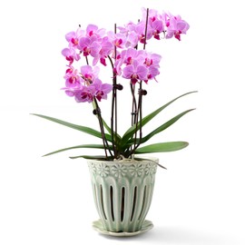 SUADEN 5" Ceramic Orchid Pots with Holes | Crackle Glazed Orchid Pot with Drainage and Separate Saucer | Ideal Plant Pot for Repotting Orchids and Other Flowers(Green)