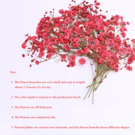 LYFORTZY 30 Pcs Red Baby's Breath Real Dried Pressed Flowers.Vacuum-Packed Mini Dried Baby's Breath Flowe Specimen +1 Tweezers, for Resin Art /DIY Making Wedding Card/ Home Party Decor.