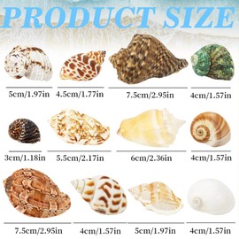 TenaLucy 12 Pièces Conchiglie di Mare Naturali, Set di Conchiglie dis Mare, Decorazioni Acquario Conchiglio Miste da Spiaggia, 3-9 CM Acquario Piccolo Conchiglia Per Shell Decorazione Acquarios