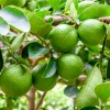 Tree Persian/Tahiti/Bearss Lime Tree - 24-36" Live Plant - Potted