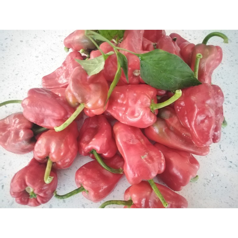 Padron Chilli Seeds - Padron Pepper Seeds