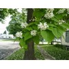 2 Catalpa Trees, 12-18" in a Quart Pots, Live Plants