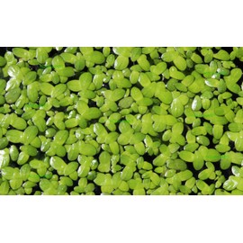 Duckweed (Lemna Minor) - 100/200/500 Live Plants (200) by Aqua Habit