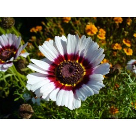 Southeast Seeds Painted Daisy Seeds, Tricolor, Chrysanthemum carinatum, Variety Sizes, FREE SHIP - 12k Seeds or 1 OZ