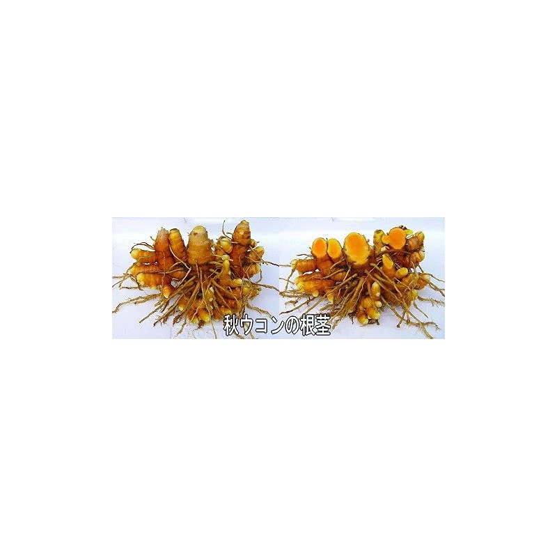 Shin Yakyushima Autumn Turmeric Tablet, 600 Capsules, No Pesticides, No