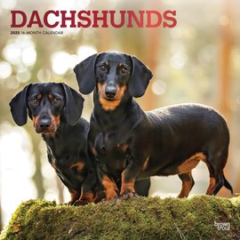 Dachshunds | 2025 12 x 24 Inch Monthly Square Wall Calendar | Foil Stamped Cover | BrownTrout | Animals Dog Breeds