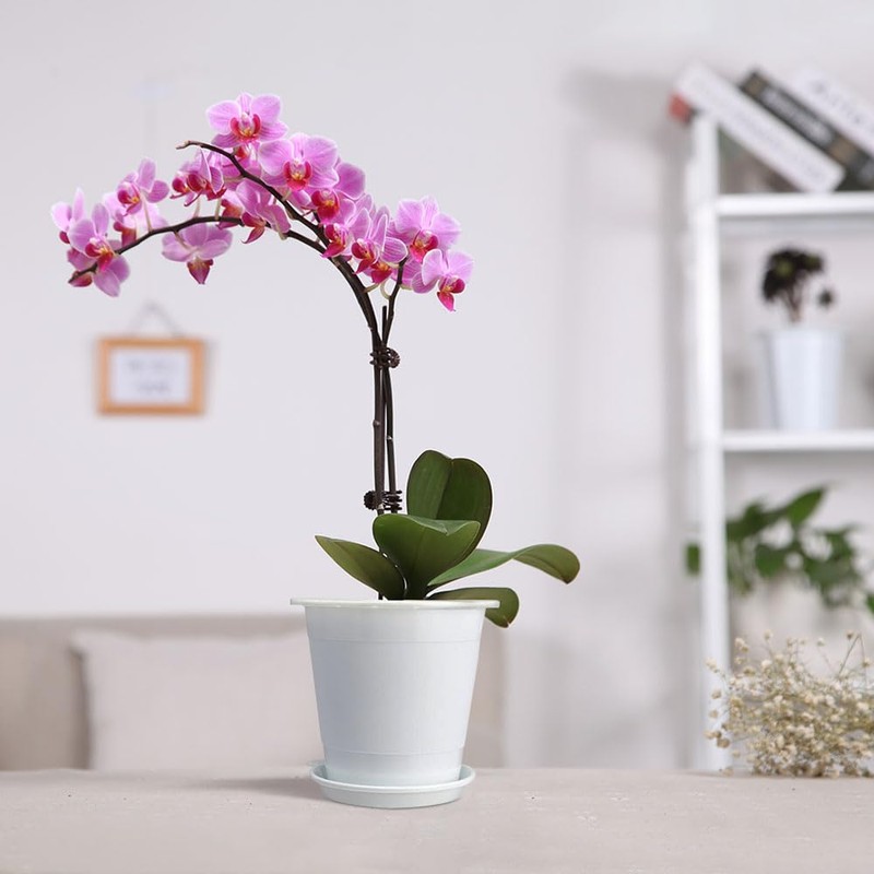 Meshpot 4 Inches Clear Plastic Orchid Pots with Holes Succulent