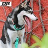 [DB] Collar, Dog, Half Chalk, Medium Dog, Large Dog, Dog