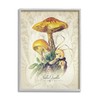 Stupell Industries German Scientific Mushroom Study Framed Giclee Art, Design