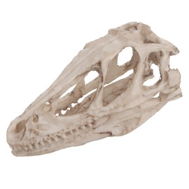 MUNEFE Dinosaur Skull Model, Simulated Animal Skeleton, Dinosaur Triceratops Imitation Skull Model for Home Office Decor Teaching Prop
