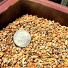 Conifer Bonsai Soil by Tinyroots – 100% Formulated and Pre-Mixed