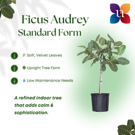 Ficus Audrey Live Plant 32–38 inches Tall in 10 inch Nursery Pot, Upright Indoor Tree with Velvety Leaves, Easy Care Air Purifier Plant for Modern Home and Office Spaces by United Nurser