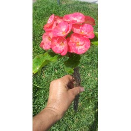 Euphorbia Milii Corona de Cristo Crown of Thorns Thai Hybrid 10" Cutting