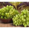 Generic Thompson Seedless Table Grapes - one Year Old Potted