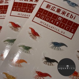 mtaquatics.us Neocaridina Shrimp\Japanes - Neocaridina(Cherry) Shrimp