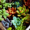 Succulents Mix Rare Plant Exotic Cactus Flower Succulents 200 Seeds