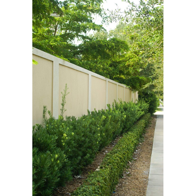 Dwarf Podocarpus Macrophyllus Pringles - 40 Live Plants - Dense