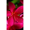 2 Ruby Red Plumeria Rare Red Plumeria 8-12 Inch Branch