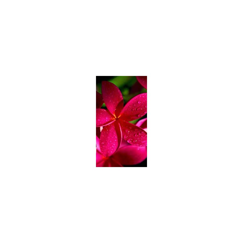 2 Ruby Red Plumeria Rare Red Plumeria 8-12 Inch Branch