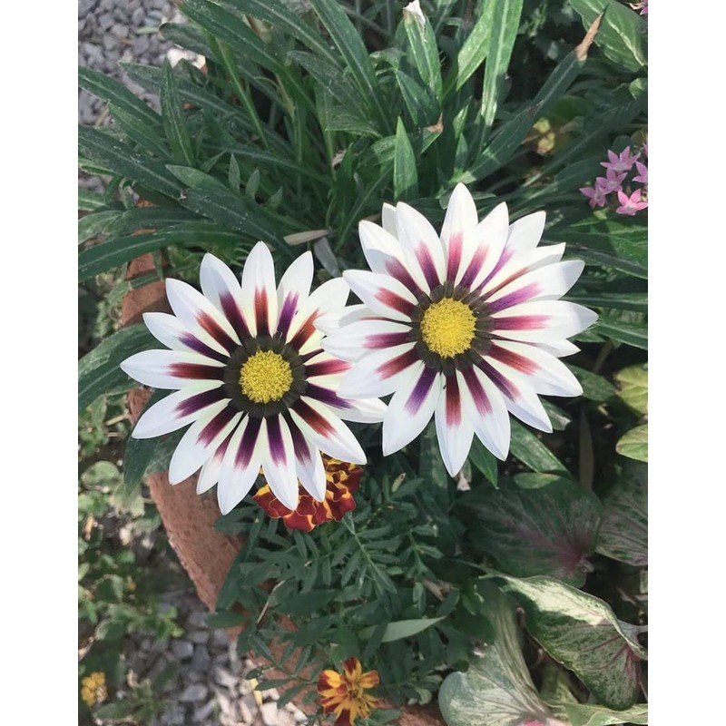 20 Pcs Multicolor Dwarf Variegated Sunflower Seeds Plant