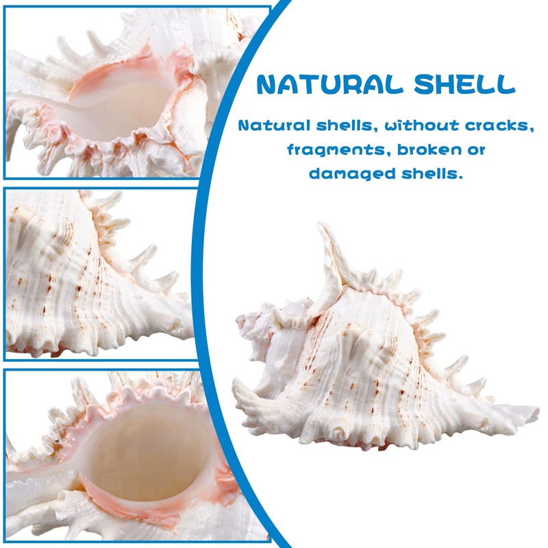 Natural Shells, 18-20 cm Large Natural Shell Shells, Large Shells