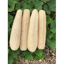 Esponjas naturales de lufa biodegradables para el cuerpo, esponja exfoliante de baño Luffa 4 unidades