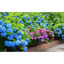 絵画風 壁紙ポスター （はがせるシール式） アジサイ 紫陽花 善峯寺 京都洛西のあじさいの名所 花 キャラクロ FAJS-010W1 （ワイド版 921mm×576mm） 建築用壁紙＋耐候性塗料 ＜日本製＞ ウォールステッカー お風呂ポスター