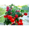 Seeds Indoor Tomato 20 Seeds for Planting Cherry Tomatoes Dwarf