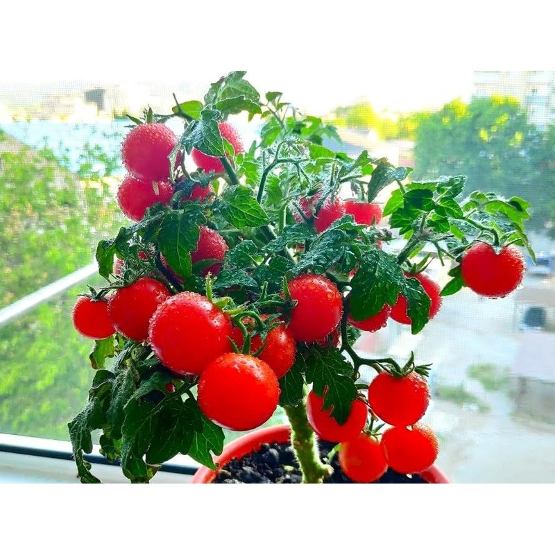 Seeds Indoor Tomato 20 Seeds for Planting Cherry Tomatoes Dwarf