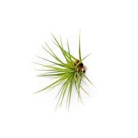 Air Plants Large Melanocrater Tricolor - Live Tillandsia Succulent House Plants - Available in Wholesale and Bulk - Home and Garden Decor - Easy Care Indoor/Outdoor Air Plant (Pack of 1 Large)