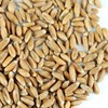 Handy Pantry Organic Spelt Seeds – Non-GMO Whole Berries for