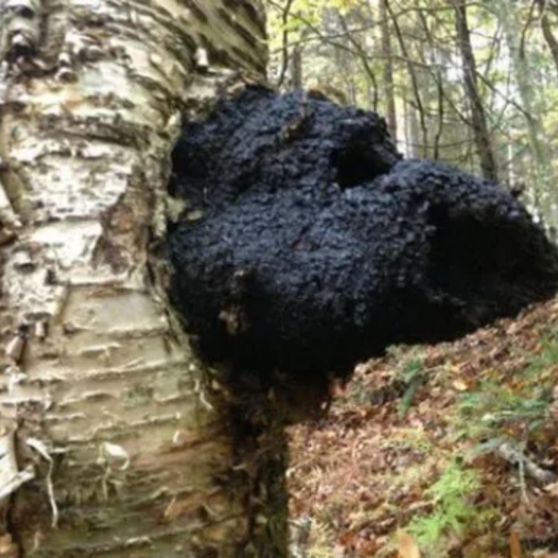 Freshly Fermented - Organic Mushroom Coffee Instant - Chaga -