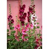 KIRA SEEDS - Seeds Hollyhock Spring Mix - Perennial Flowers