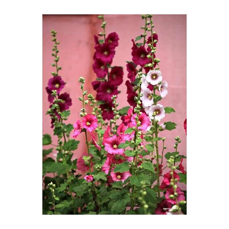 KIRA SEEDS - Seeds Hollyhock Spring Mix - Perennial Flowers