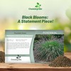 Outsidepride Chinese Pennisetum Fountain Ornamental Grass Seeds - 200 Pcs