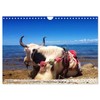 Yaks - on Stony Paths (Wall Calendar 2026 DIN A4