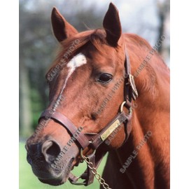 Secretariat 1973 Kentucky Derby Triple Crown Champion Horse Racing 11x14 Photo