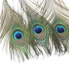 36 PCS Real Natural Peacock Eye Feathers 10-12 inch for