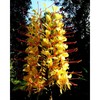 Kahili Yellow Ginger Root Hawaiian - Apx. 1 Inch #1