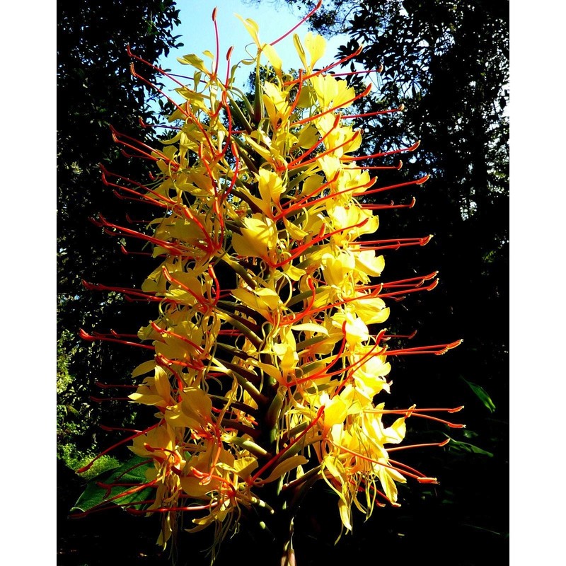 Kahili Yellow Ginger Root Hawaiian - Apx. 1 Inch #1