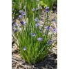 Blue Eye Grass Wild Flower Plants Qty 2 ( Sisyrinchium