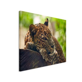 Canvas Picture Animal Photography – Jaguar on Tree Canvas Exclusive Modern Photography For Your Wall Art in different sizes